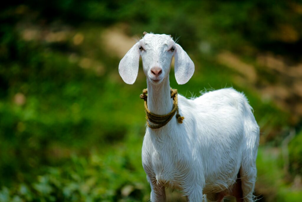 daging kambing