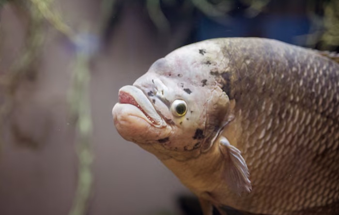 5 Ikan Ti⁠nggi Merkuri yang Wajib⁠ Kamu Waspadai Demi Kesehatan Otak dan Sistem Saraf