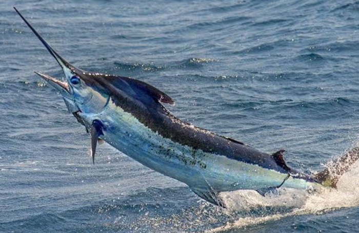 5 Ikan Ti⁠nggi Merkuri yang Wajib⁠ Kamu Waspadai Demi Kesehatan Otak dan Sistem Saraf