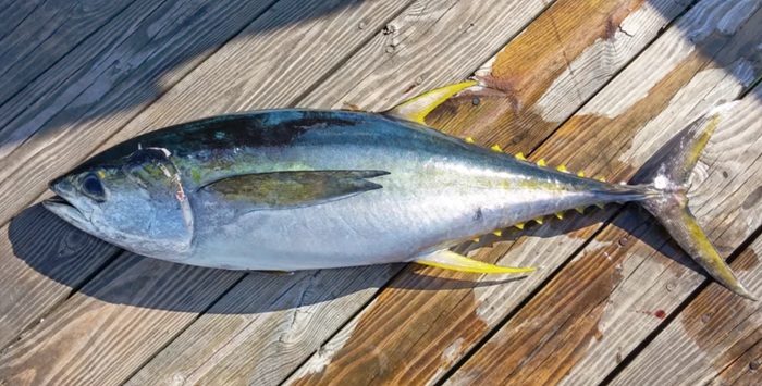 5 Ikan Ti⁠nggi Merkuri yang Wajib⁠ Kamu Waspadai Demi Kesehatan Otak dan Sistem Saraf