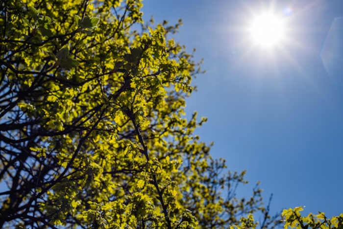 5 Tanda Cuaca Panas Ekstrim yang Harus Diwaspadai di Indonesia